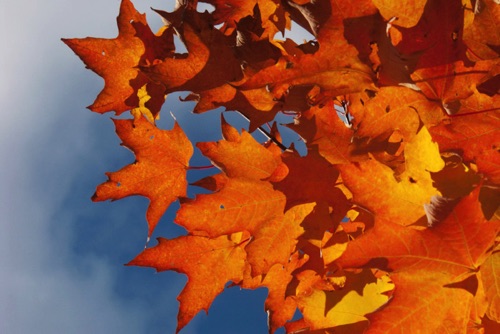 Maple Leaves, Frelinghuysen Arboretum, Morris County, NJ (LUM).jpg